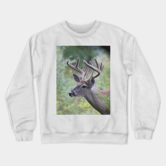 White-tailed Buck in Summer Crewneck Sweatshirt by Jim Cumming